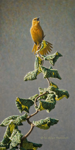 SOLD "Twist and Shout - Yellow Warbler" by W. Allan Hancock 7 x 14 - acrylic $1050 Unframed $1250 in show frame