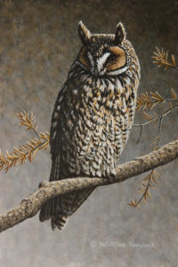 SOLD "Daytime Dozing - Long-eared Owl," by W. Allan Hancock 6 x 9 - acrylic $650 Unframed