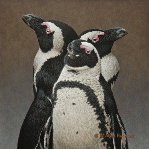 SOLD "Me, Myself and I - African Penguins," by W. Allan Hancock 10 x 10 - acrylic $1180 Unframed