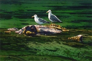 "Gulls in the Sun," by Carol Evans 7 x 10 1/2 - Giclée on paper (edition size of 295) - $110 Unframed