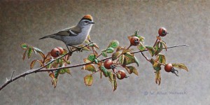 SOLD "Golden-crowned Kinglet and Rosehips" by W. Allan Hancock 6 x 12 - acrylic $800 Unframed $965 in show frame
