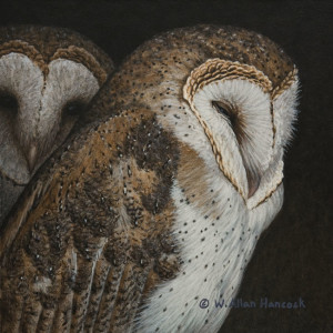 SOLD "Quiet Corner - Barn Owls" by W. Allan Hancock 7 x 7 - acrylic $650 Unframed $835 in show frame