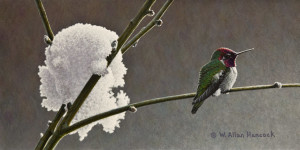 SOLD "Winter Jewels - Anna's Hummingbird" by W. Allan Hancock 6 x 12 - acrylic $800 Unframed $990 in show frame