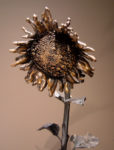 SOLD "September Sunflower No. 1" by Nicola Prinsen Bronze - 6' 11" height $8900