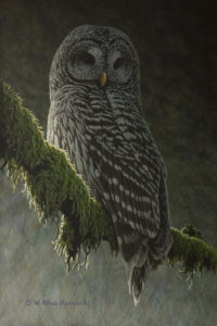 SOLD "Forest Light - Barred Owl," by W. Allan Hancock 8 x 12 - acrylic $1050 Unframed $1275 in show frame