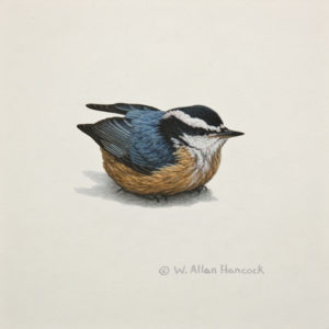 SOLD "Red-breasted Nuthatch 1," by W. Allan Hancock 6 x 6 - acrylic $500 Unframed $630 in show frame