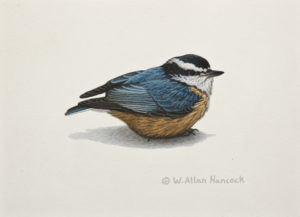SOLD "Red-breasted Nuthatch 2," by W. Allan Hancock 5 x 7 - acrylic $500 Unframed $630 in show frame