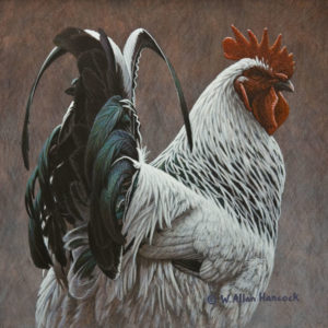 SOLD "Showtime - Light Sussex Rooster," by W. Allan Hancock 8 x 8 - acrylic $750 Unframed $940 in show frame
