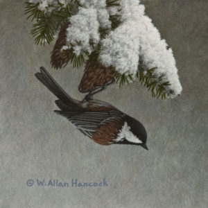 SOLD "Snow Cones - Chestnut-backed Chickadee," by W. Allan Hancock 6 x 6 - acrylic $500 Unframed $675 in show frame