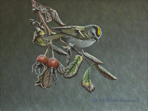 SOLD "Autumn Reign - Golden-crowned Kinglet," by W. Allan Hancock 6 x 8 - acrylic $785 in show frame $600 Unframed