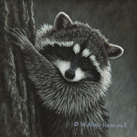 SOLD "The Climber - Raccoon," by W. Allan Hancock 6 x 6 - acrylic $690 in show frame $500 Unframed