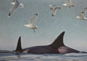SOLD "Drawing a Crowd - Orcas and Gulls," by W. Allan Hancock 34 x 48 - acrylic $7865 Unframed