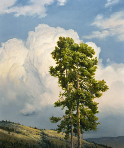 SOLD "Nicola Valley Pine," by Renato Muccillo 20 x 24 - oil $5100 in show frame