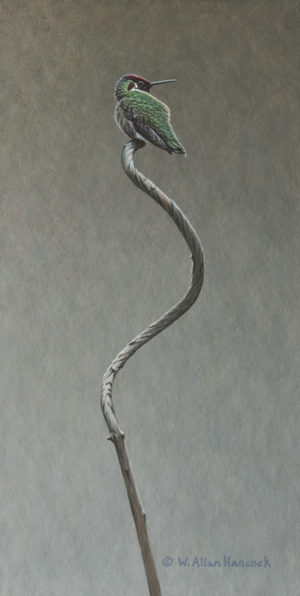 SOLD "Twist - Anna's Hummingbird" by W. Allan Hancock 7 x 14 - acrylic $1280 in show frame $1050 Unframed