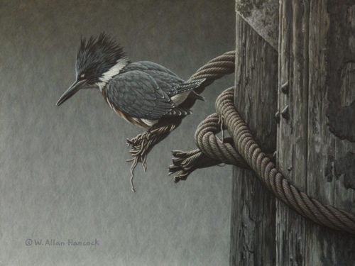 SOLD "Viewing Cable - Belted Kingfisher," by W. Allan Hancock 9 x 12 - acrylic $1380 in show frame $1150 Unframed