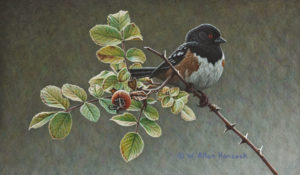 SOLD "Among the Thorns - Spotted Towhee" by W. Allan Hancock 7 x 12 - acrylic $950 Unframed $1165 in show frame
