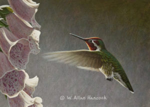SOLD "Approaching Foxglove - Anna's Hummingbird" by W. Allan Hancock 5 x 7 - acrylic $500 Unframed $685 in show frame