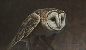 SOLD "Barn Owl Study" by W. Allan Hancock 7 x 12 - acrylic $950 Unframed $1165 in show frame