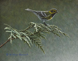 SOLD "Cedar View - Townsend's Warbler," by W. Allan Hancock 7 x 9 - acrylic $825 Unframed