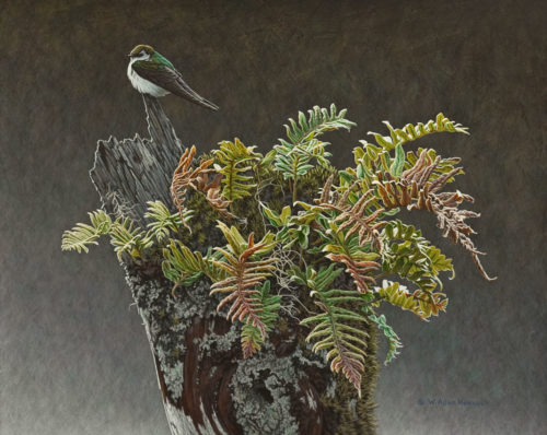 SOLD "Coastal Bouquet - Violet-green Swallow," by W. Allan Hancock 16 x 20 - acrylic $2150 Unframed