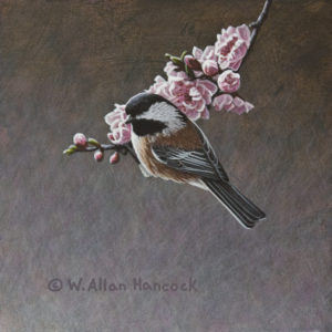 SOLD "Hanging Onto Spring - Chestnut-backed Chickadee," by W. Allan Hancock 6 x 6 - acrylic $500 Unframed $695 Custom framed