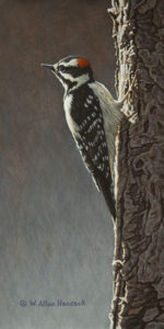 SOLD "High Marks - Downy Woodpecker" by W. Allan Hancock 6 x 12 - acrylic $800 Unframed $1000 in show frame