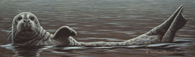 "Lazing About - Harbour Seal," by W. Allan Hancock 5 x 17 - acrylic $1225 Unframed