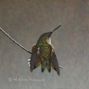 SOLD "Light Stretch - Rufous Hummingbird" by W. Allan Hancock 6 x 6 - acrylic $500 Unframed $685 in show frame