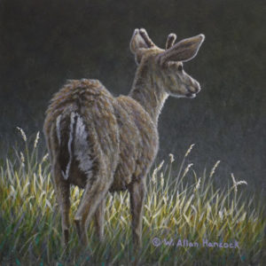 "On His Way - Black Tailed Deer" by W. Allan Hancock 6 x 6 - acrylic $675 Unframed