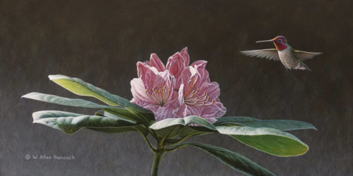 SOLD "Warm Welcome - Anna's Hummingbird" by W. Allan Hancock 8 x 16 - acrylic $1385 Unframed