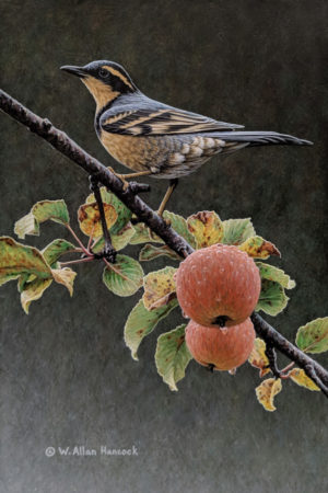 SOLD "Autumn Rounds - Varied Thrush," by W. Allan Hancock 8 x 12 - acrylic $1150 Unframed $1400 in show frame