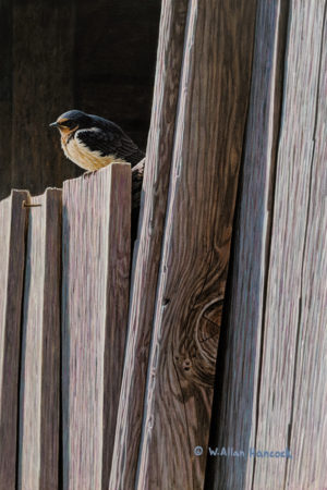 SOLD "Bored - Young Barn Swallow," by W. Allan Hancock 8 x 12 - acrylic $1150 Unframed $1400 in show frame