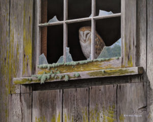 SOLD "Casing the Place - Barn Owl," by W. Allan Hancock 16 x 20 - acrylic $2365 Unframed
