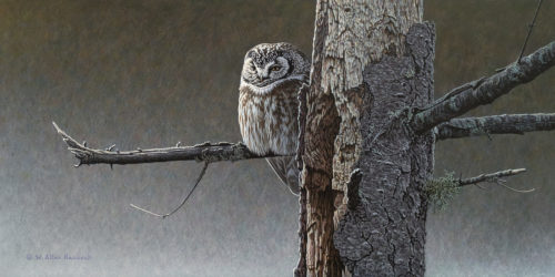 SOLD "Northern Crossroads - Boreal Owl," by W. Allan Hancock 12 x 24 - acrylic $2200 Unframed $2580 in show frame
