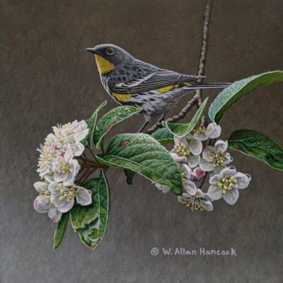 SOLD "Heart of Spring - Yellow-rumped Warbler (Audubon's)," by W. Allan Hancock 8 x 8 - acrylic $825 Unframed $945 in show frame