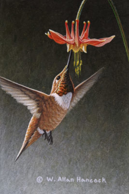 SOLD "Hooked - Rufous Hummingbird," by W. Allan Hancock 4 x 6 - acrylic $500 Unframed $685 in show frame