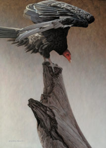 SOLD "The Outlaw - Turkey Vulture," by W. Allan Hancock 20 x 28 - acrylic $3190 Unframed