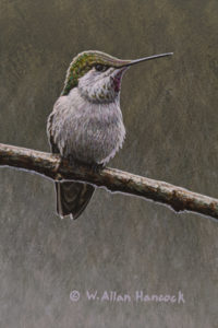 SOLD "Anna's Hummingbird (female)," by W. Allan Hancock 4 x 6 - acrylic $500 Unframed $685 in show frame