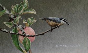 SOLD "One Last Round - Red-breasted Nuthatch," by W. Allan Hancock 6 x 10 - acrylic $800 Unframed $1015 in show frame