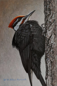 SOLD "Pileated Woodpecker (Study)," by W. Allan Hancock 6 x 9 - acrylic $730 Unframed