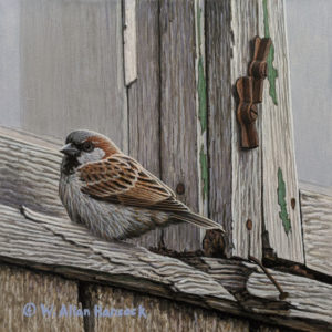 SOLD "Time Frame - House Sparrow," by W. Allan Hancock 6 x 6 - acrylic $550 Unframed $735 in show frame