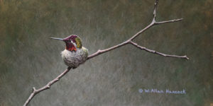 SOLD "Barely Perched - Anna's Hummingbird," by W. Allan Hancock 6 x 12 - acrylic $890 Unframed