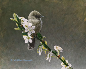 SOLD “While Waiting - Pacific-slope Flycatcher,” by W. Allan Hancock 8 x 10 – acrylic $975 Unframed