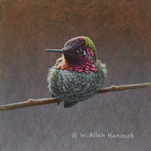 SOLD "Striking Poses - Anna's Hummingbird 3," by W. Allan Hancock 5 x 5 - acrylic $500 Unframed