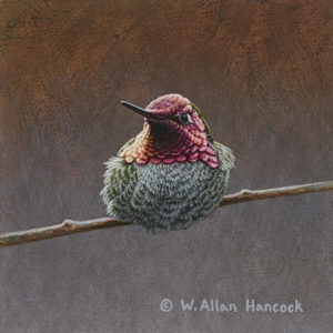 SOLD "Striking Poses - Anna's Hummingbird 4," by W. Allan Hancock 5 x 5 - acrylic $500 Unframed