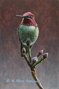 SOLD "The Jewel is Set - Anna's Hummingbird," by W. Allan Hancock 4 x 6 - acrylic $500 Unframed