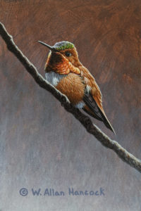 SOLD "Keeping Watch - Rufous Hummingbird," by W. Allan Hancock 4 x 6 - acrylic $500 Unframed