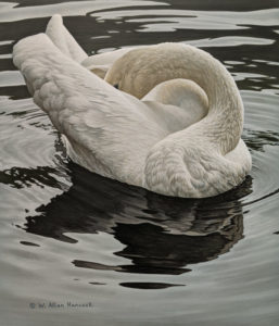 SOLD "Beauty Under Gray Skies - Trumpeter Swan," by W. Allan Hancock 12 x 14 - acrylic $1680 Unframed
