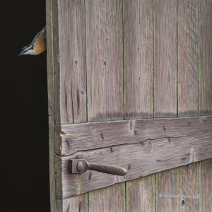 SOLD "Another Door Opens - Red-breasted Nuthatch," by W. Allan Hancock 14 x 14 - acrylic $1785 Unframed