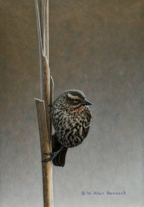 SOLD "Marsh Mates - Red-winged Blackbird 1," by W. Allan Hancock 8 x 11 1/2 - acrylic $1100 Unframed